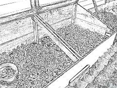 espinaca Páxinas Para Colorear Imprimibles